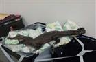 В Курумоче у пассажира изъято чучело крокодила из Конго