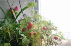 Выращиваем томаты на балконе