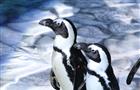 Самарский цирк приглашает на экзотическое шоу с пингвинами "Ласта-Рика"