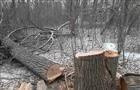 Деревья на 5-й просеке рубили, чтобы освободить площадку под школу