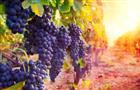 Эксперты Россельхозбанка: для полного удовлетворения внутреннего спроса на российское вино необходимо увеличить посадки винограда на 100000 га
