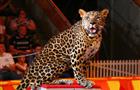 Цирковой леопард, напавший на детей в Тольятти, может вернуться на арену (видео)