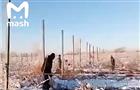 В Самарской области рабочие пропалывают яблони в 20-градусный мороз