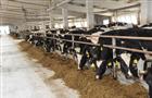В регионе приступили к улучшению генетики "дворового" скота