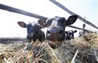 В Самарской области растет поголовье скота