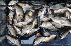 АО "Транснефть - Приволга" выпустило молодь рыбы в Саратовское водохранилище