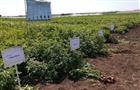На опытных полях оренбургского фермера получены новые сорта семян отечественного картофеля