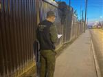 В Самаре бездомные псы напали на женщину, возбуждено уголовное дело