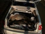 В нацпарке "Самарская Лука" задержали автомобиль с тушами кабанов