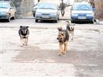 В Самаре предприниматель организовал производство фарша из мяса бездомных собак