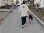 В Самарской области ограничат численность домашних животных