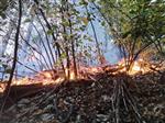 Ликвидировано открытое горение при тушении лесного пожара в Жигулевском заповеднике