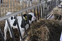 Глава региона раскритиковал качество кормов на животноводческих фермах Хворостянского района