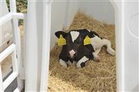 Молочная ферма "Экопродукт" планирует увеличить поголовье и расширить производственные мощности 