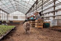 Как выращивают цветы для озеленения Самары