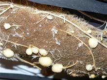 Процесс клубнеобразования сорта картофеля Жигулевский на биотехнологической установке
