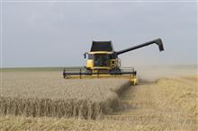 Хлеборобы Саратовской области намолотили 2,5 млн тонн пшеницы