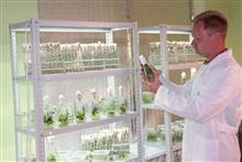 Руководитель ООО "Биолаб" Алексей Милехин за осмотром безвирусных микро-растений
