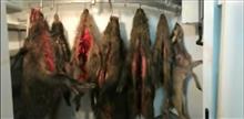 Прокуратура в суде добилась возобновления дела о браконьерстве в "Самарской Луке"