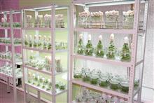 Световая установка по выращиванию растений разработки ООО "Биолаб" в действии