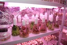 Безвирусные растения декоративных культур in vitro (в стекле)