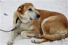 С начала 2025 г. в Самаре отловили более 3300 бродячих псов 