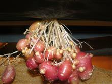 Микро-клубни картофеля сорта Ароза на гидропонной установке КД-10