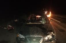 В Кинельском районе скончалась пассажирка сбившей лося легковушки
