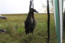 Сезон охоты в Самарской области официально откроется в эти выходные