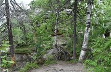 В Прикамье благодаря космическому мониторингу объем незаконных рубок сократился почти в 7 раз