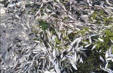 В реке Чапаевка зафиксирован массовый замор рыбы