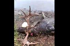 В "Самарской Луке" нашли убитого лося
