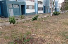 Жара, ветер и дискомфорт: почему нужно менять подход к озеленению Самары