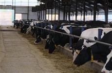 Производство животноводческой продукции в Башкортостане за пять лет выросло на 9%