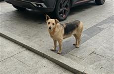 В Татарстане изучают законопроект об эвтаназии бездомных собак
