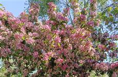 Появился прогноз погоды на конец весны и начало лета в Самаре