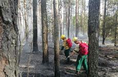 С 20 апреля в лесах Марий Эл установлен особый противопожарный режим