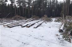 Из-за незаконной вырубки сосен в Шигонском районе возбудили уголовное дело