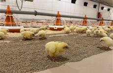 18 новых птичников построены у села Верхополье в Вачском округе при господдержке