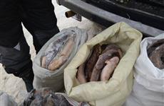 В Саратовской области задержаны трое браконьеров, добывших налима и стерляди на 200 тыс. рублей