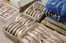 В незаконной добыче стерляди оказались замешаны две крупнейших самарских рыболовных артели