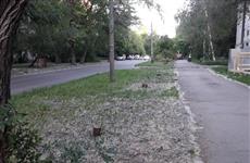 В Самаре вырубили аллею на ул. Челюскинцев