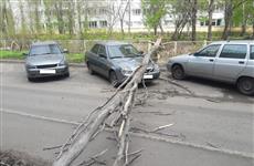 В Тольятти администрация школы заплатит за упавшее на автомобиль дерево