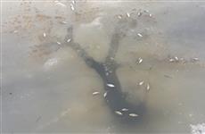 Рыбаки сообщают о массовом заморе рыбы под Самарой