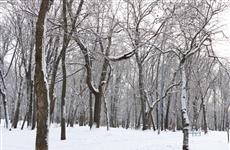 Суд вернул леса Самары в федеральную собственность