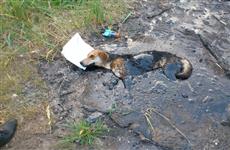 Экологическая катастрофа: самарцы рискуют получить в пользование участок с "начинкой" из битума