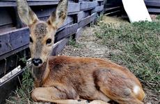 Самарские волонтеры спасли детеныша косули