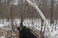У поселка Петра Дубрава в браконьерской петле-удавке погиб кабан