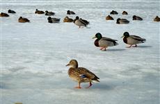 В Самаре утки заполонили Волгу около набережной: фото