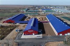 В Саратовской области реализован крупный инвестпроект в молочном скотоводстве